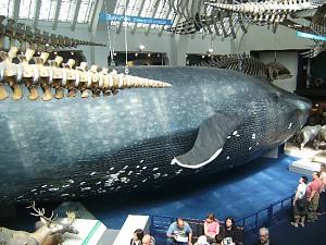     

:	the-blue-whale-model.jpg‏
:	6415
:	54.2 
:	13612