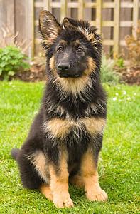     

:	german-shepherd-puppy.jpg‏
:	190
:	51.7 
:	38183