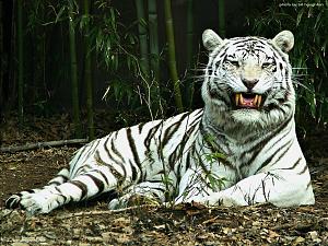     

:	white tiger.jpg‏
:	4927
:	581.9 
:	810