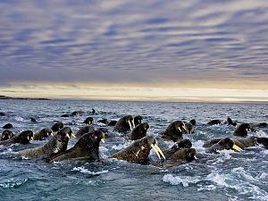     

:	walruses-herd-svalbard_28115_600x450.jpg‏
:	220
:	57.8 
:	21467