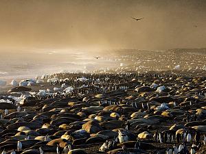     

:	king-penguins-and-elephant-seals_28390_600x450.jpg‏
:	210
:	61.4 
:	21479