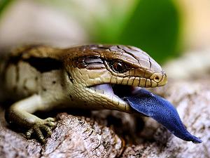     

:	blue-tongued-lizard_36897_600x450.jpg‏
:	203
:	46.6 
:	21494