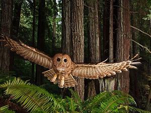     

:	northern-spotted-owl_6327_600x450.jpg‏
:	211
:	70.6 
:	21470