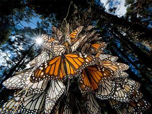     

:	monarch-butterflies-mexico_28112_600x450.jpg‏
:	225
:	87.5 
:	21472