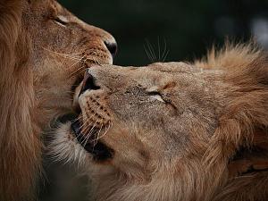     

:	lion-brothers-close-up_12661_600x450.jpg‏
:	205
:	51.8 
:	21475
