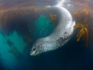     

:	leopard-seal-swimming_12095_600x450.jpg‏
:	214
:	30.9 
:	21478