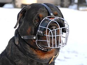 اضغط على الصورة لعرض أكبر

الاســـم:	rottweiler-dog-muzzle-wire.jpg‏
المشاهدات:	1745
الحجـــم:	23.4 كيلوبايت
الرقم:	3549