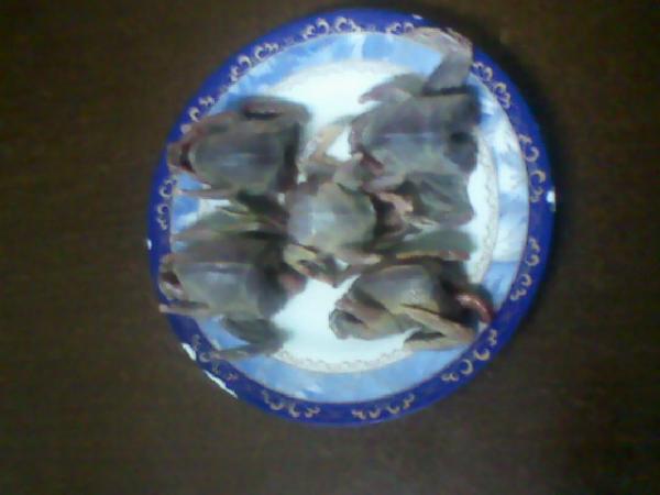 Photo 0008