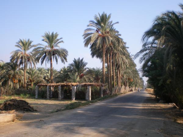 samora 007