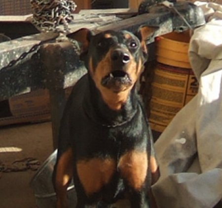 doberman