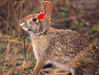 Rabbit101 003