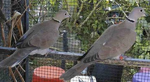 African Collared Dove