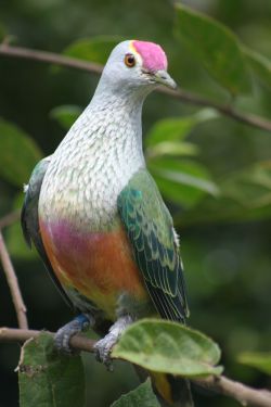 mk18662 rose crowned%20fruit%20dove%204