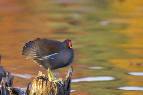 Common%20Moorhen