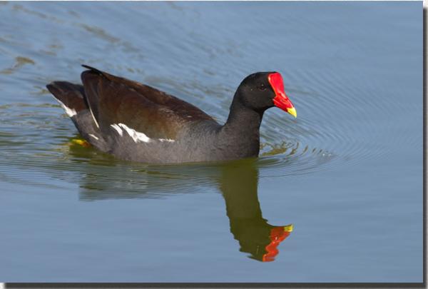 CommonMoorhen8928