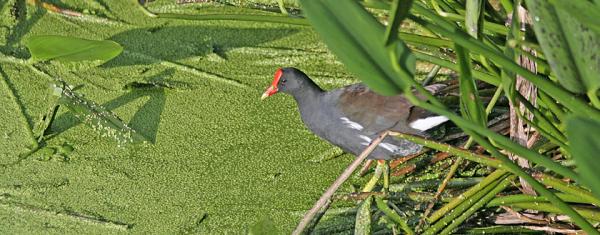 Common Moorhen  MG 8055