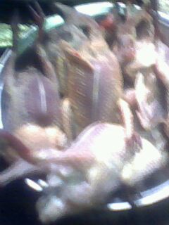 IMG0342A