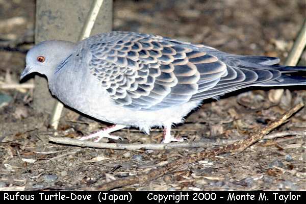 DOVE004