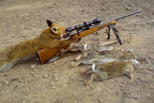 rabbit hunt