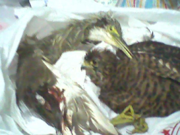 Photo 0019